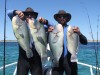 Nice group of bluebone